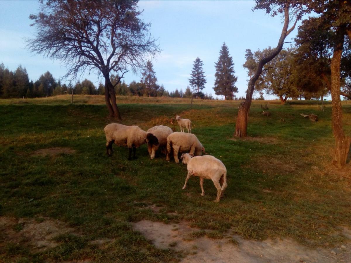 Gorska Lesniczowka Villa Zubrzyca Gorna Esterno foto